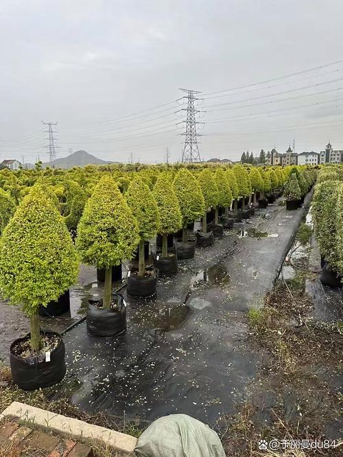 望都绿化苗木基地——多年匠心耕耘，口碑源于品质