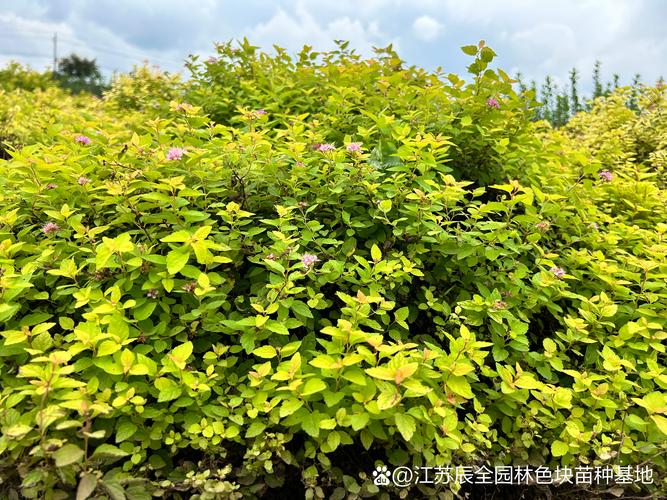 金焰绣线菊 叶色季相丰富的工程绿化苗木