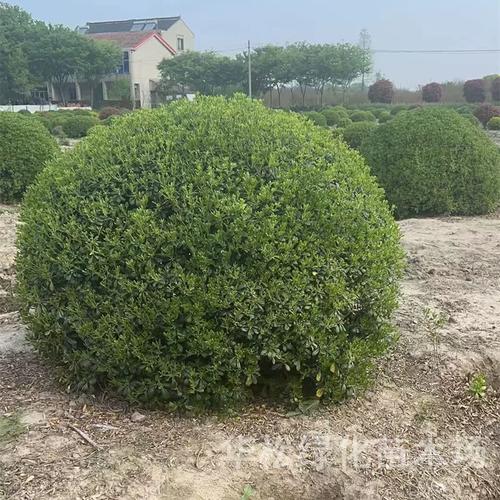 海桐球 别墅绿化工程的常青芳香之选