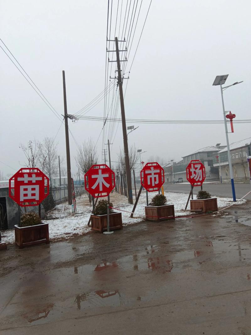 鲁西南容器苗市场现货供应 老式国槐等绿化苗木，助力高效绿化工程