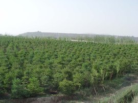 甘肃中川绿化苗木基地 西北旱塬上的绿色明珠