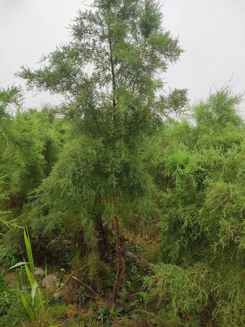 匠心育绿意，诚信筑未来——探访优质绿化苗木供应基地