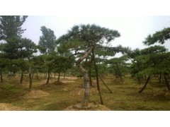 山东绿化专用油松树 造型景观与绿化苗木供应信息