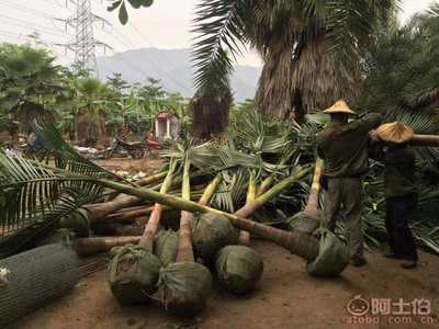 假槟榔 海边度假村景观行道树的理想选择与采购指南