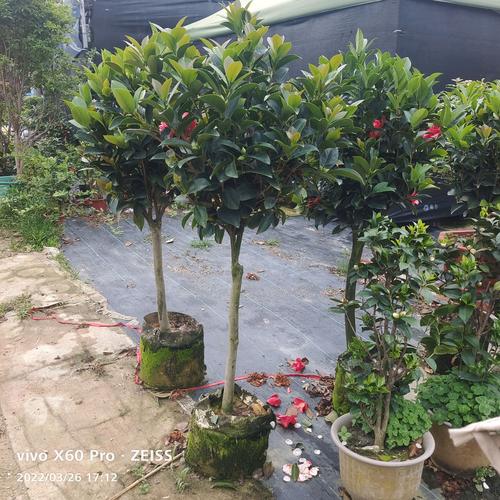 工厂写字楼绿化工程 苗木花卉盆景草皮供应的全面指南
