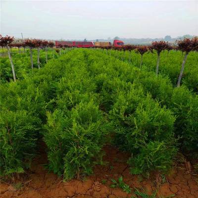 周至侧柏基地 耐寒耐旱绿化苗木的首选之地