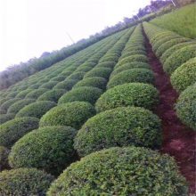 宝鸡小叶女贞种植技术详解——哑柏苗木基地经验分享