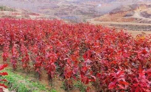 红橡树种子种苗采购指南 价格、厂家与绿化苗木渠道全解析