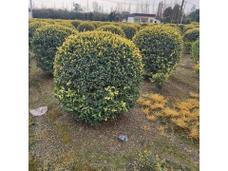 探秘苗木批发基地 一站式采购优质绿化苗木的指南